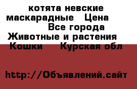 котята невские маскарадные › Цена ­ 18 000 - Все города Животные и растения » Кошки   . Курская обл.